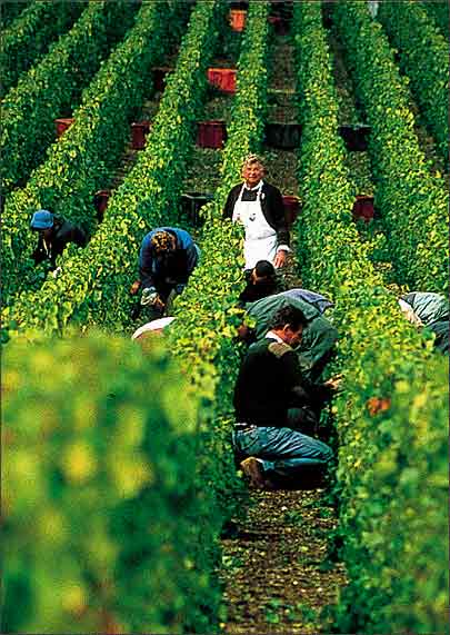 药材质量如何保障？种植到流通一个环节都不能松