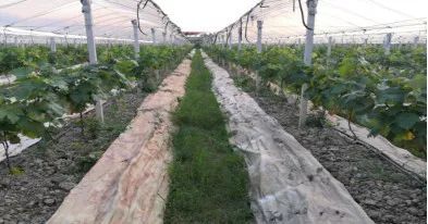 开源证券：首次覆盖晨光生物给予买入评级