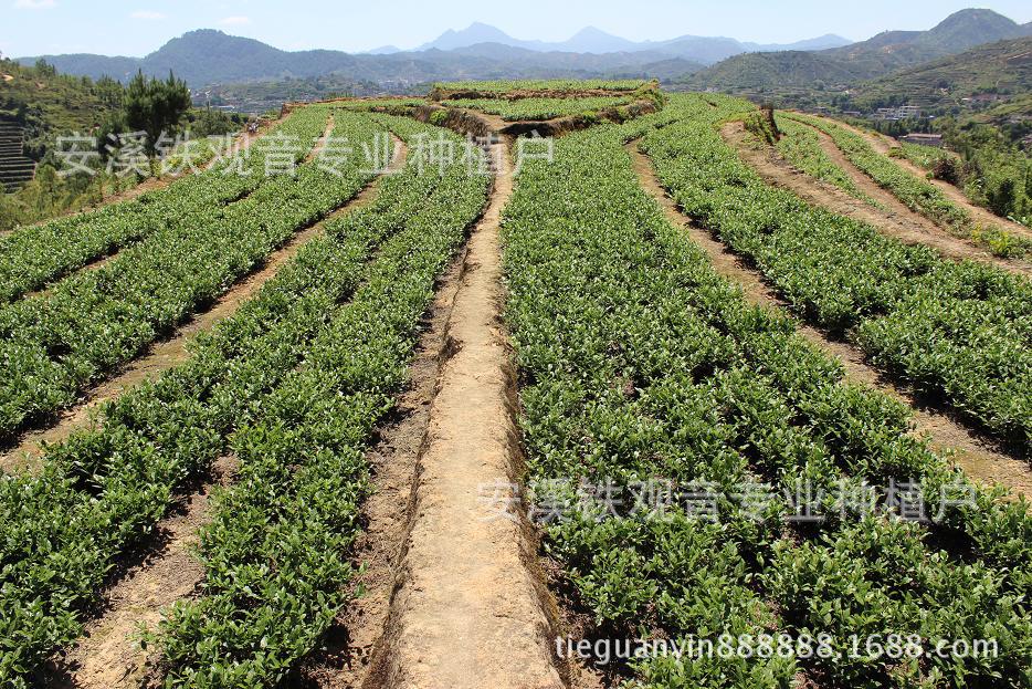 韩国种植体柯威尔以三步工艺铸就超亲水特性引领口腔种植技术革新